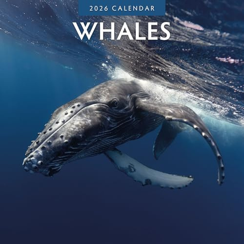 Whales – Wale 2026 – 16-Monatskalender: Original Red Robin Publishing Ltd-Kalender [Mehrsprachig] [Kalender] (Wall-Kalender)
