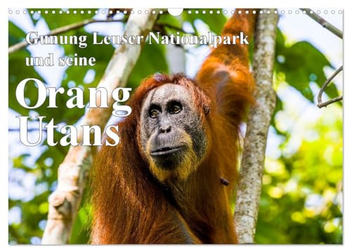 Gunung Leuser Nationalpark und seine Orang Utans (Wandkalender 2026 DIN A3 quer), CALVENDO Monatskalender: Orang-Utans in freier Wildbahn (CALVENDO Tiere)