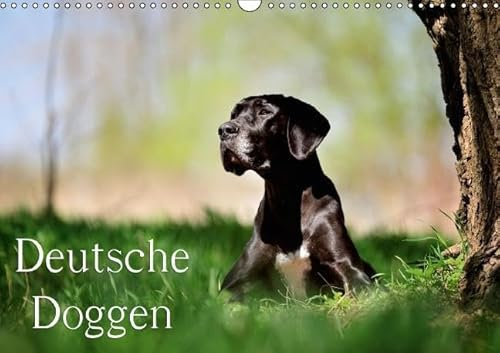 Deutsche Doggen / Geburtstagskalender (Wandkalender immerwährend DIN A3 quer): 13 wunderschöne Doggen-Motive für das ganze Jahr (Monatskalender, 14 ... [Kalender] [Dec 25, 2013] Noack, Nicole
