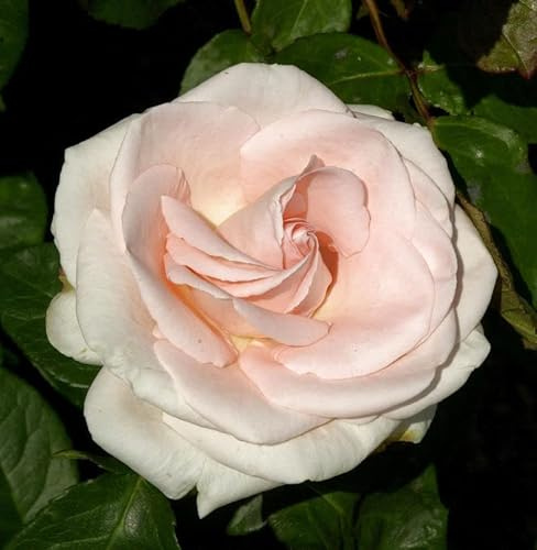 Kletterrose Schloß Bad Homburg 30-60cm