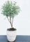 POWERS TO FLOWERS - EUCALIPTO ALBERELLO, IN VASO CERAMICA NATUR, 16 CM DIAMETRO, pianta vera