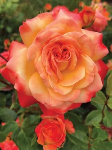 Meteor Bush Rose Plant, Award Winning 2024 Rose, 3 Litre Pot