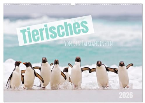 Tierisches von den Falklandinseln (Wandkalender 2026 DIN A2 quer), CALVENDO Monatskalender: Pinguine und andere tierische Bewohner der Falklandinseln im Südatlantik. (CALVENDO Tiere)