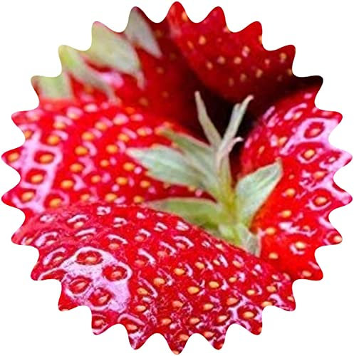 FRESAS gigante / 50 semillas/más grande que un huevo de gallina - La fresa más grande del mundo