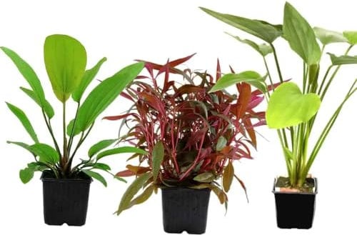 The XL Lucky Dip Box - 3 Species of XL Aquarium Plants