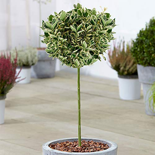 Euonymus Kathy Baum | Topf-Lutscherbäume für kleine Gärten, Terrassen & Beete | Gerader Standardstamm