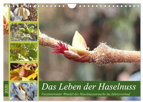 Das Leben der Haselnuss (Wandkalender 2026 DIN A4 quer), CALVENDO Monatskalender: Faszinierende Bilder der gemeinen Haselnuss im Jahresverlauf (CALVENDO Natur)