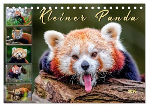 Kleiner Panda (Tischkalender 2026 DIN A5 quer), CALVENDO Monatskalender: Eindrucksvolle Bilder eines wunderschönen Tieres. (CALVENDO Tiere)