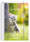 Terminplaner 2025 Samtpfoten: Terminplaner Hardcover