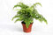 Adiantum raddianum ‘Fragrans’ – Frauenhaarfarn/Venushaar – 30-35 cm – Luftreinigende Zimmerpflanze, pflegeleicht & dekorativ für Wohnräume, Bad & Büro