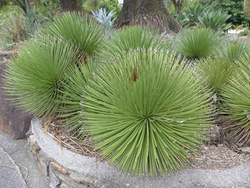 Neue frische 100 Stück Agave stricta planta Samen