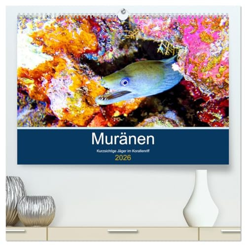 Muränen - Kurzsichtige Jäger im Korallenriff (hochwertiger Premium Wandkalender 2026 DIN A2 quer), Kunstdruck in Hochglanz: Muränen werden zu Unrecht ... der Meere bezeichnet (CALVENDO Tiere)