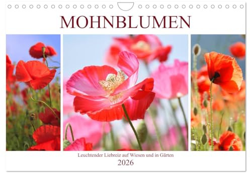 Mohnblumen. Leuchtender Liebreiz auf Wiesen und in Gärten (Wandkalender 2026 DIN A4 quer), CALVENDO Monatskalender: Die knallbunten Mohnblumen ... dekorativen Gewächsen (CALVENDO Natur)
