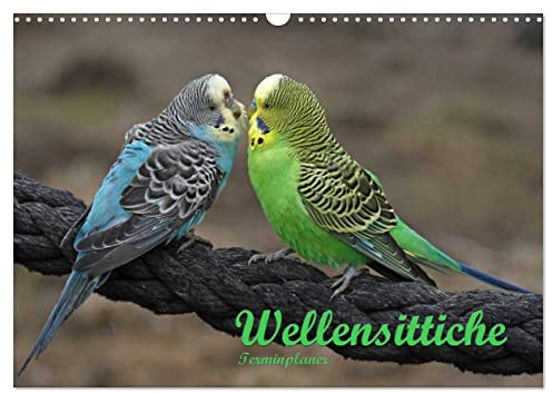 Terminplaner Wellensittiche (Wandkalender 2026 DIN A3 quer), CALVENDO Monatskalender: Putzige Piepmätze (CALVENDO Tiere)
