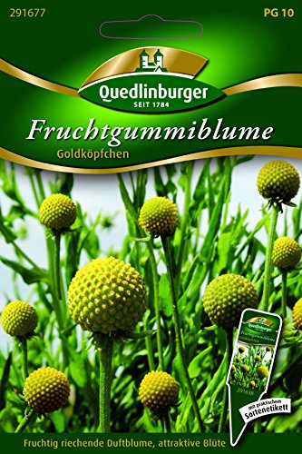 Fruchtgummiblume - Cephalophora aromatica QLB Premium Saatgut Blumen einjährig