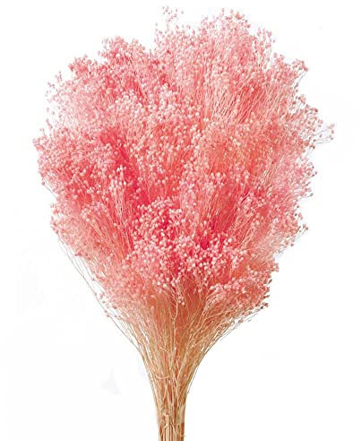 Douthwaites - Preserved Broom Blooms - Light Pink (50cm tall, 100g)