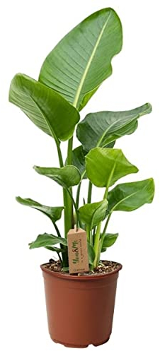 Plant in a Box - Strelitzia Nicolai - Plante verte interieur vivante - Plante oiseau du paradis - Pot 17cm - Hauteur 55-70cm