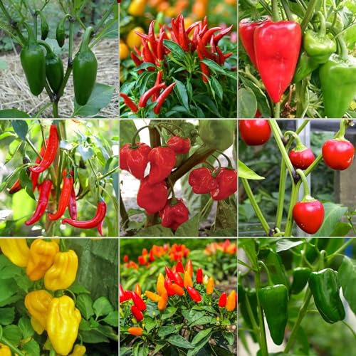 Paquete de Semillas de Chili Picante - 9 Variedades Chili de Calidad Heirloom Chillies Semillas Cultivadas en España