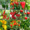 Paquete de Semillas de Chili Picante - 9 Variedades Chili de Calidad Heirloom Chillies Semillas Cultivadas en España