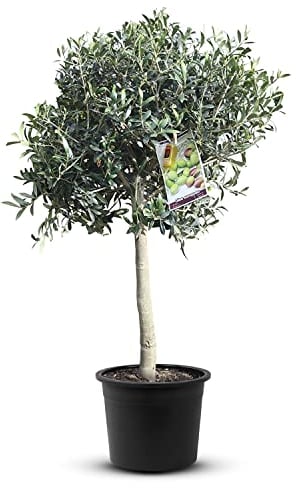 Olea Europea - Olivo dal tronco liscio, altezza 100 cm