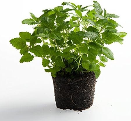 25 Graines Semences - Melisse Citronnelle CITRO QUICK herbe au citron the de france Aromatique - 34