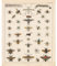 Meishe Art Poster Kunstdrucke Insekten Spezies Rassen Identifizierung Bezug Sammlung Illustrationen Entomologie Biene Hexapod Plakatdruck Jahrgang Plakate Drucken Wand Dekor