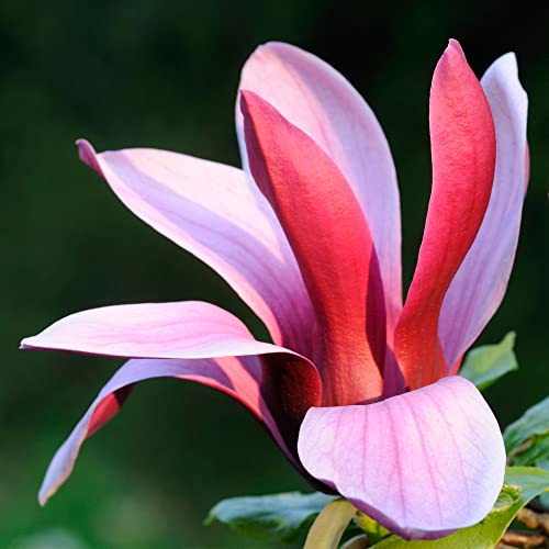 Magnolia liliiflora 'Nigra' Arbuste de jardin extérieur résistant à feuilles caduques en pot de 9 cm.