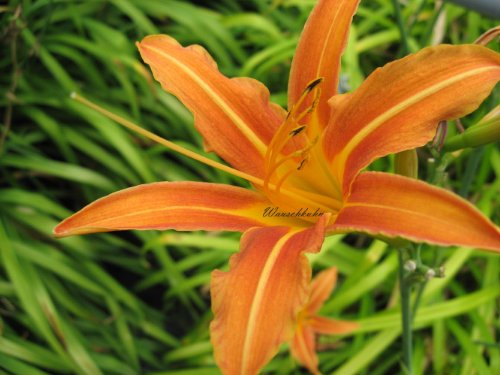 Staudenkulturen Wauschkuhn Hemerocallis fulva - Taglilie - Staude im 11cm Topf