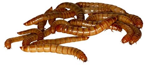 1 kg Mehlwürmer lebend für Reptilien, Vögel, Nager, Angelköder