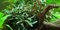 AquaOne Aquarium Pflanze Bucephalandra sp. 'Red' I Wasserpflanze Aquariumpflanze Wurzelstock/Rhizom voll durchwurzelt einfach pflegeleicht Aquascaping Dekoration