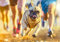 CALVENDO Poster 84,1 x 59,4 cm Querformat Mops im Marathon| Bilder, Kunstdruck, Wandbild, Wanddeko, Prints ohne Rahmen