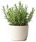 Myoshome - Planta de Romero con Maceta Plástico, Planta Natural Ideal para Huerto Urbano, Plantas Naturales de Interior y Exterior, Plantas Aromáticas. Romero (Rosemary Plant - Rosmarinus).