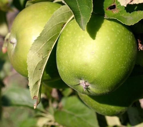 Direct Plants Apple Granny Smith Fruit Tree 6ft Tall Supplied in a 12 Litre Pot