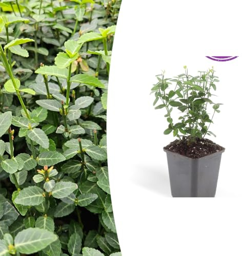 Euonymus fortunei radicans | 48 Pflanzen - 10-25cm - Ø9cm - Gartenpflanze