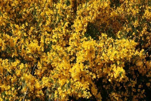Tree Seeds Online - Cytisis Scoparius Scottish Broom. 100 Seeds - 1 Packs
