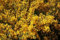 Tree Seeds Online - Cytisis Scoparius Scottish Broom. 100 Seeds - 1 Packs