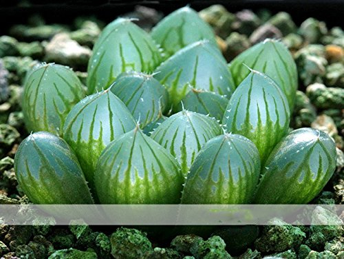 ADB Inc Haworthia Obtusa Yamada Schwarz Sukkulenten Seed