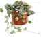 Ceropegia woodii - Chinese Lantern Plant - String of Hearts houseplant in 9 cm Pot
