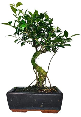 I GIARDINI DI GIULIA - Bonsai Ficus Retusa S-Shape | Tronco Scultoreo e Foglie Lucide | Resistenza e Bassa Manutenzione | Pianta Vera da Interno, Tronco Marrone Foglie Verdi, 45 cm, Biologico