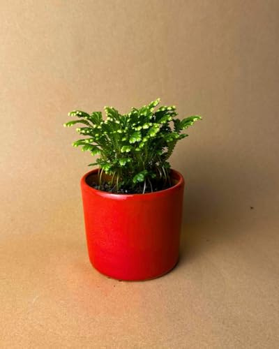 Helecho de Reno - Selaginella Martensii | Planta Natural | Pur Plant