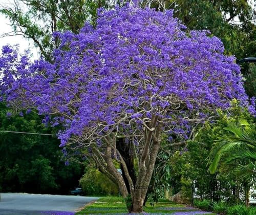 Jacaranda mimosifolia – Albero Glicine Ornamentale in Vaso18 cm, H 130 cm – Pianta da Esterno a Crescita Rapida con Fiori Lilla, Ideale per Giardini, Viali e Alberature