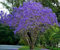 Jacaranda mimosifolia – Albero Glicine Ornamentale in Vaso18 cm, H 130 cm – Pianta da Esterno a Crescita Rapida con Fiori Lilla, Ideale per Giardini, Viali e Alberature