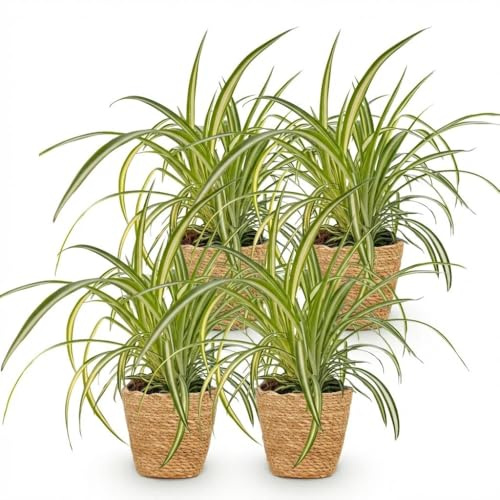Green boutiQ - Plante d'intérieur - Chlorophytum comosum Variegatum - Plante Araignée Panachée - Plante Amie des Animaux - Verte - 4 Plantes - avec Panier - Pot 12cm - Hauteur 20cm