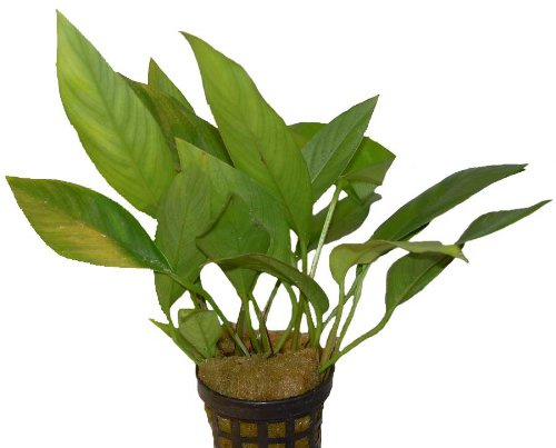 Aquariumpflanzen Anubia Hastifolia, Wasserpflanzen, Spießblättriges Riesenspeerblatt, Herkunft Afrika, Wuchshöhe 50 bis 100 cm