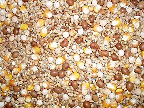 Johnston & Jeff Four Seasons General Economy Pigeon Seed Mix, 20 kg (Pack of 1)