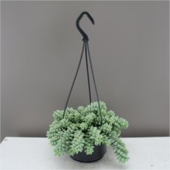 Best4garden Sedum Burrito succulent hanging plant, attractive outdoor plant. For Spring, Summer, Autumn and Winter. Great for gifts. Sedum Morganianum/Burro’s Tail.