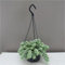 Best4garden Sedum Burrito succulent hanging plant, attractive outdoor plant. For Spring, Summer, Autumn and Winter. Great for gifts. Sedum Morganianum/Burro’s Tail.