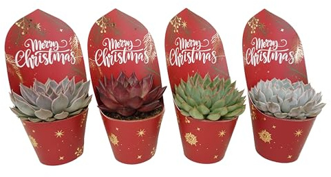 Pflanzen - Set mit 4 Echeveria-Sukkulenten - Weihnachtstopf Ø 8-5 cm - Höhe 22 cm