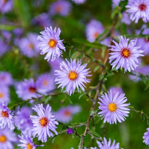 Aster frikartii Mönch – 6 Pflanzen Sommeraster – 10-25cm – Ø9cm – Langblühende Staude für sonnige Beete – Bienenfreundliche Gartenpflanze – Herbstblüher im Topf