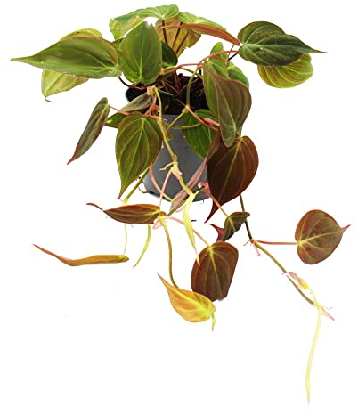 Exotenherz - Philodendron micans - Dunkler Kletternder Baumfreund - 12cm Topf
